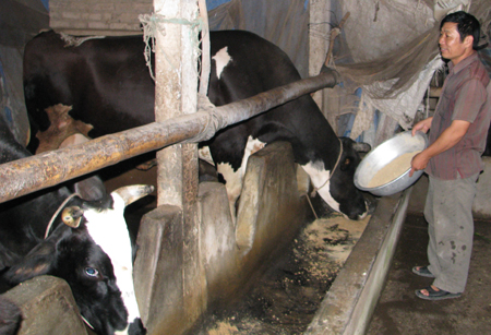 Hưng Yên Hiệu quả cao từ chăn nuôi bò sữa ở Khoái Châu